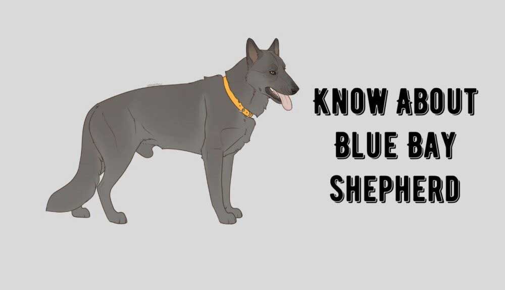 American blue bay shepherd